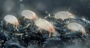 Dust mite sanitisation